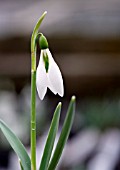 GALANTHUS ROBIN HOOD