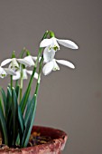 GALANTHUS SIR HERBERT MAXWELL