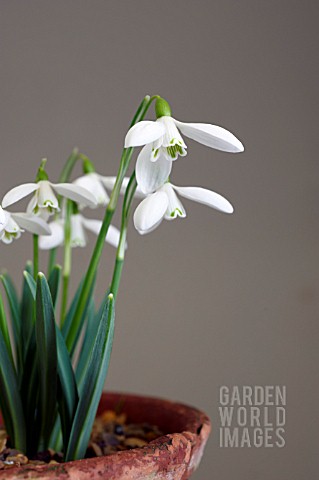 GALANTHUS_SIR_HERBERT_MAXWELL