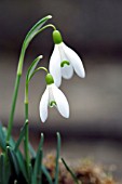 GALANTHUS TINY