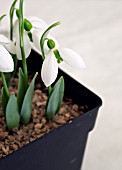 GALANTHUS ELWESII