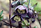 HELLEBORUS  BLUE WISP