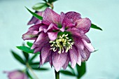 HELLEBORUS X HYBRIDUS DOUBLE FLOWERED