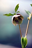 HELLEBORUS PURPURASCENS