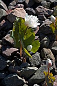 SANGUINARIA CANADENSIS MULTIPLEX (BLOODROOT)