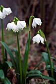 LEUCOJUM VERNUM VAR VAGNERI