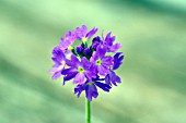 PRIMULA DENTICULATA