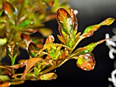 COPROSMA AUTUMN GLOW