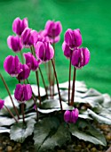 CYCLAMEN PSEUDIBERICUM