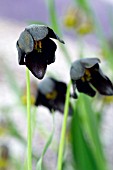 FRITILLARIA OBLIQUA