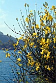 SPARTIUM JUNCEUM (SPANISH BROOM)