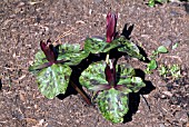 TRILLIUM CHLOROPETALUM GIGANTEUM (WOOD LILY)