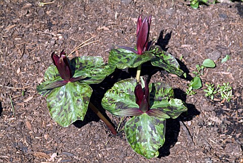 TRILLIUM_CHLOROPETALUM_GIGANTEUM_WOOD_LILY