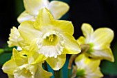 NARCISSUS BOSMEOR