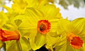 NARCISSUS DEMMO