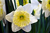 NARCISSUS ICE FOLLIES