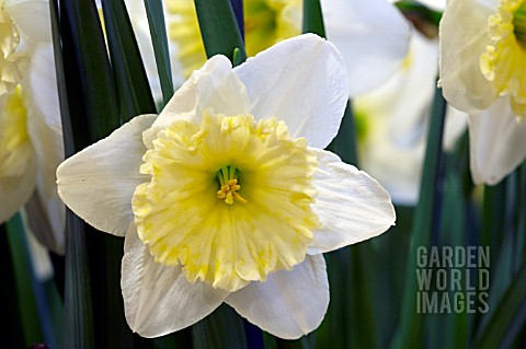 NARCISSUS_ICE_FOLLIES