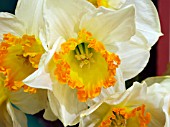 NARCISSUS MARJORIE HINE