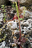 UMBILICUS RUPESTRIS (NAVELWORT)