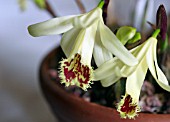 PLEIONE SHANTUNG DUCAT