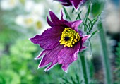 PULSATILLA VULGARIS SUBSPECIES PAPAGENO