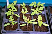 LYCOPERSICON ESCULENTUM, TOMATO, SEEDLINGS