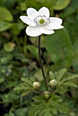 ANEMONE LEVEILLEI