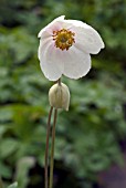 ANEMONE SYLVESTRIS