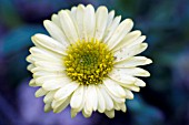 ERIGERON AUREUS CANARY BIRD