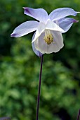 AQUILEGIA BLUEBIRD (SONGBIRD SERIES)