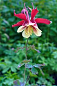 AQUILEGIA VULGARIS WILLIAM GUINNESS (GRANNYS BONNET)