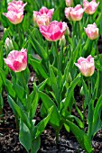 TULIPA DYNASTY