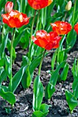 TULIPA FRINGED SOLSTICE