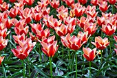 TULIPA GIRLFRIEND