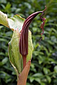 ARISAEMA COSTATUM