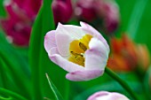 TULIPA SAXATILIS LILAC WONDER