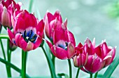 TULIPA LITTLE BEAUTY