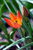 TULIPA LITTLE PRINCESS