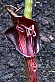 ARISAEMA SPECIOSUM