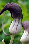 ARISARUM PROBOSCIDEUM MOUSE PLANT)