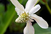 ANEMOPSIS CALIFORNICUM