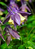 AQUILEGIA FLABELLATA BLACKCURRANT ICE