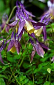 AQUILEGIA FLABELLATA BLACKCURRANT ICE