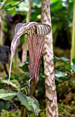 ARISAEMA KISHIDAE