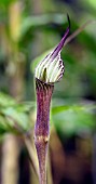 ARISAEMA MAXIMOWICZII