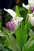 CYPRIPEDIUM ULLA SILKENS