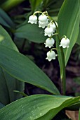 CONVALLARIA MAJALIS