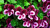 PELARGONIUM COTTENHAM WONDER