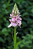 DACTYLORHIZA MACULATA