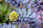 RHODIOLA ROSEA